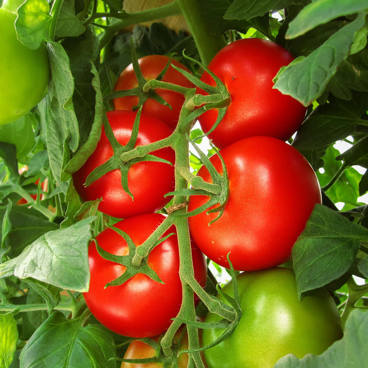 Red tomatoes on vine
