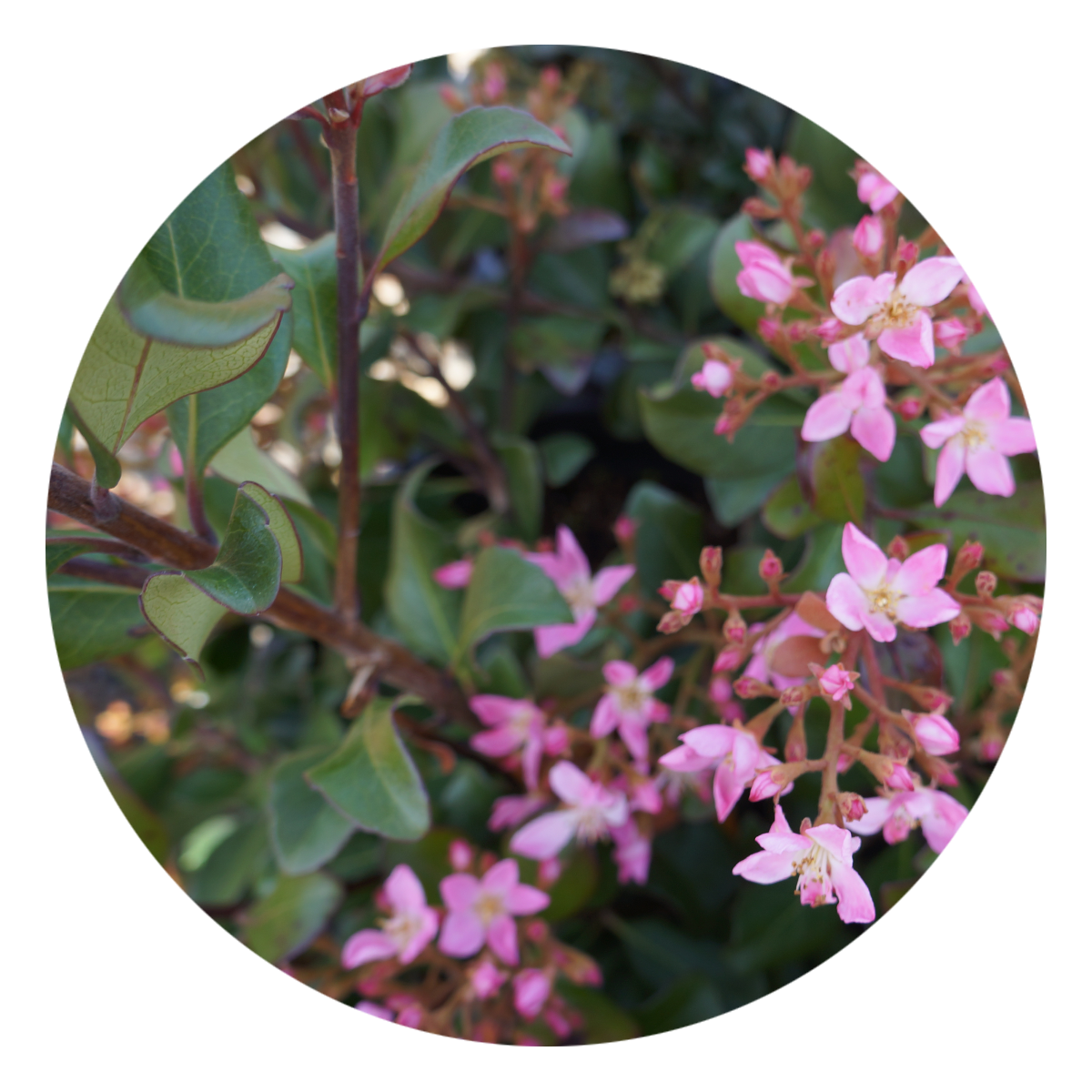 View Here; Indian Hawthorn 'Pink Dancer' 
