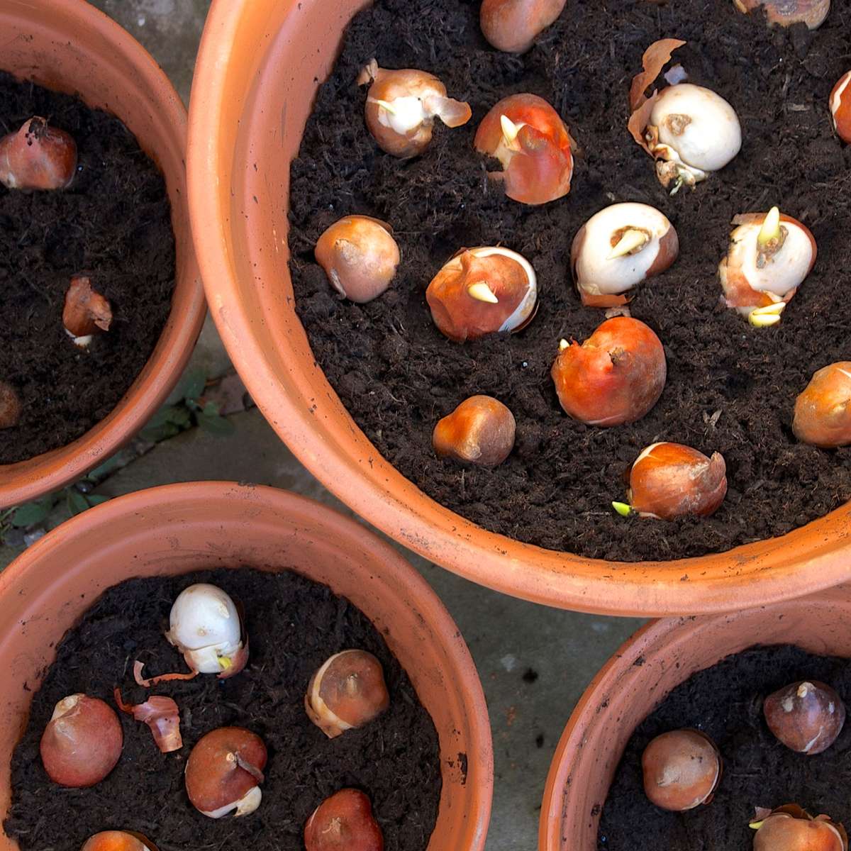 Bulbs planted in pots