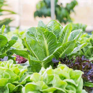 Lettuce