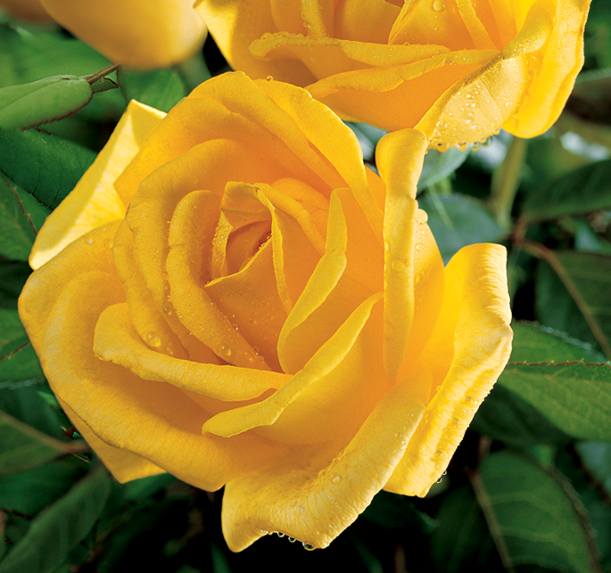 Rose 'Radiant Perfume' a dark yellow roses with strong, citrus fragrant blooms