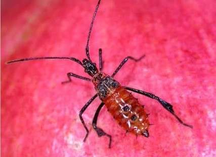 Leaffooted bug nymph