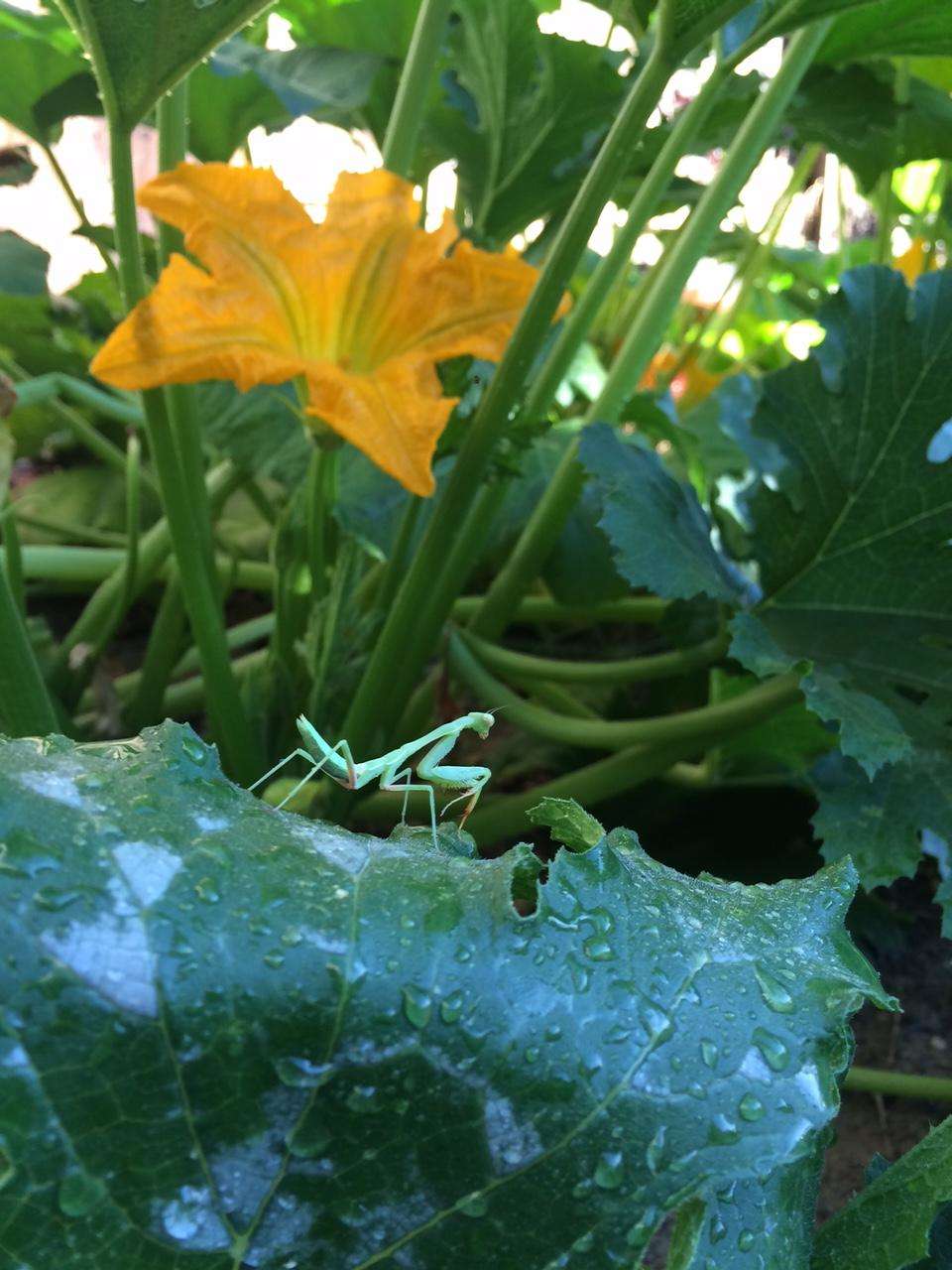 Praying Mantis on a Leaf