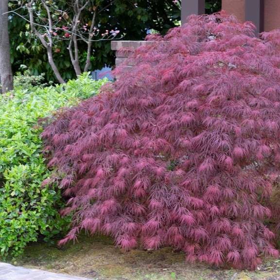 Japanese Maple 'Red Dragon'