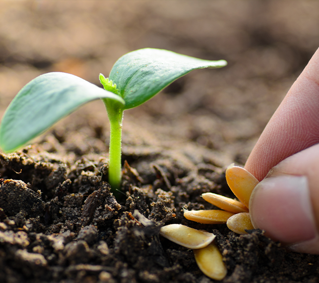 Growing Seeds In August