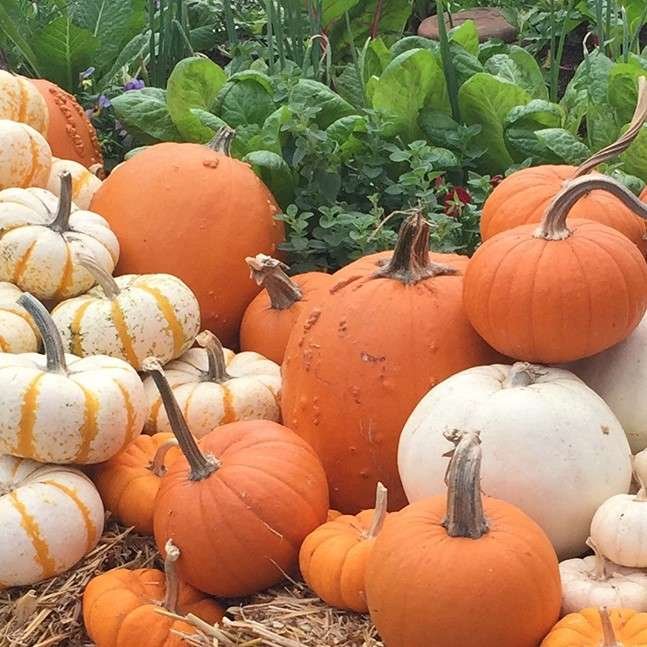 Assortment of pumpkins in the pumpkin patch