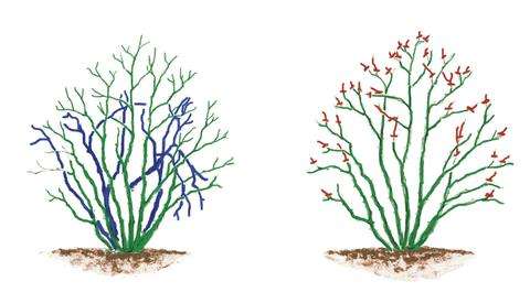 Diagram of Shrub and English Rose Pruning Cuts