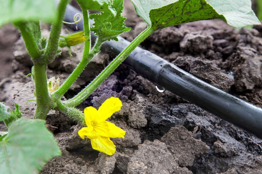 Drip irrigation on cucumber plant