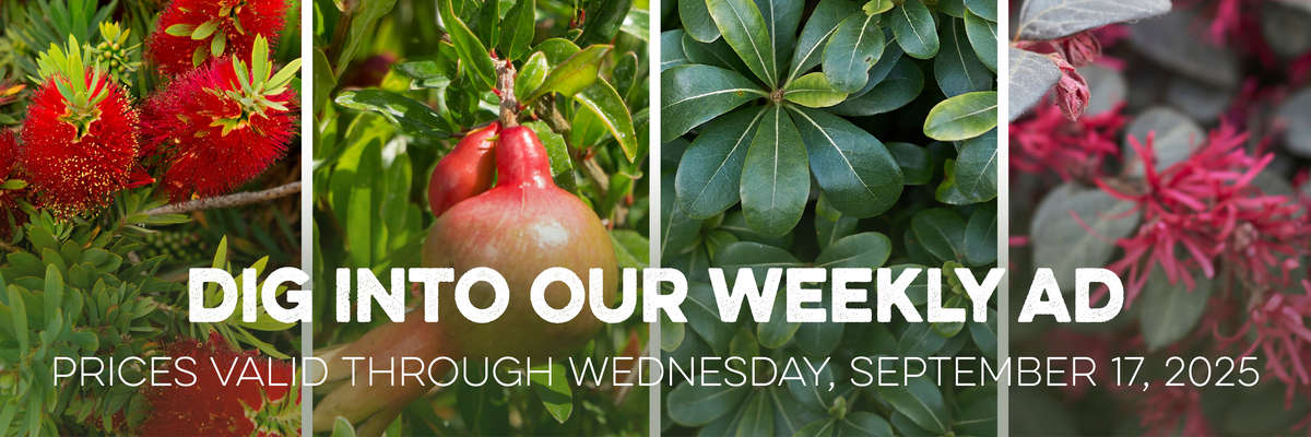 Banner with Red Crape Myrtle . Text reads "Dig Into Our Weekly Ad, with valid prices through Wednesday, July 9, 2025
