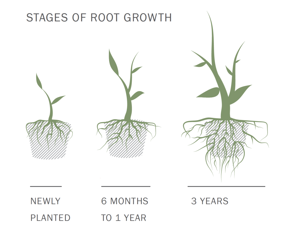 Stages of Root Growth