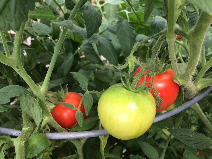 Fresh tomatoes growing on cage