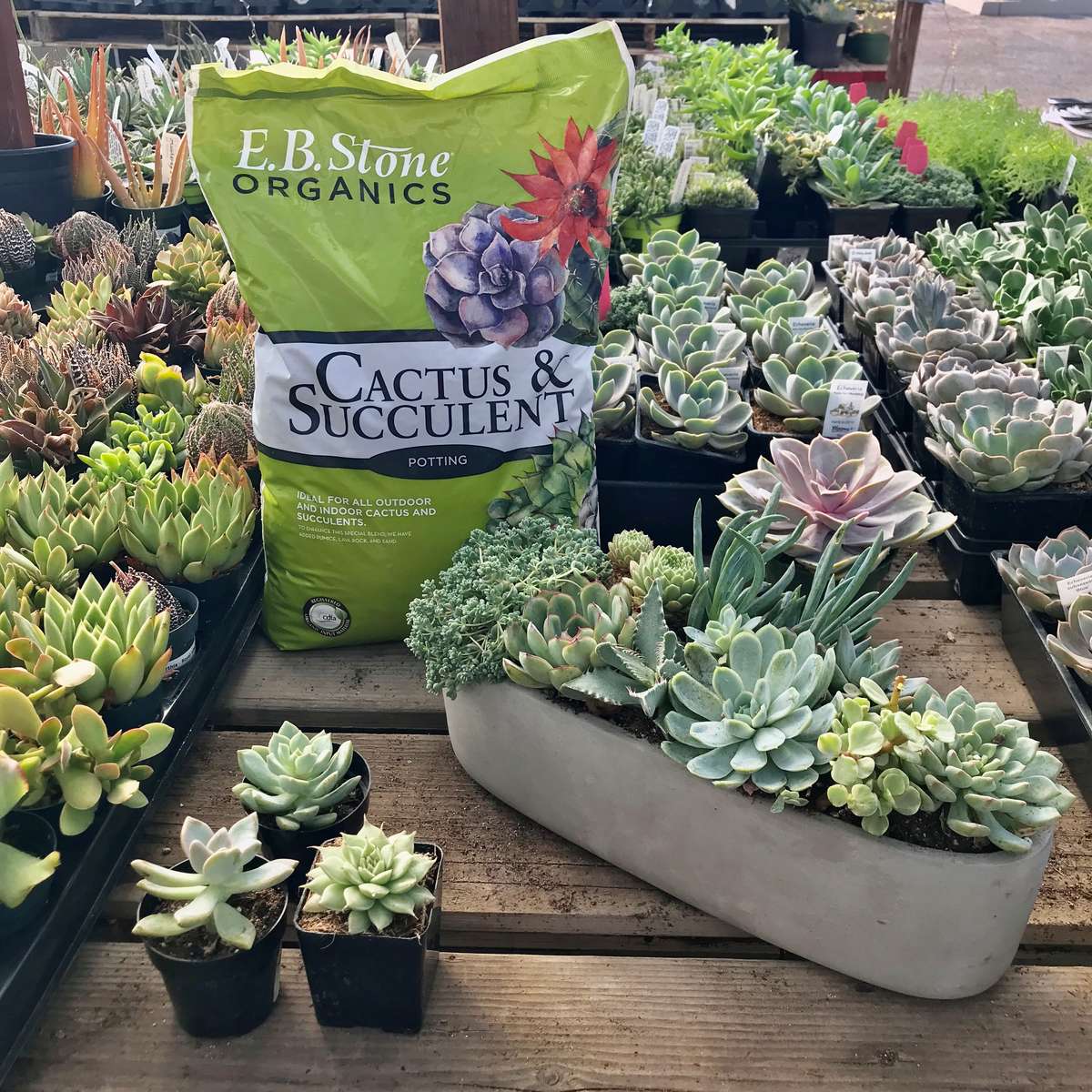 Succulent Bowl, Soil, Table of Succulents