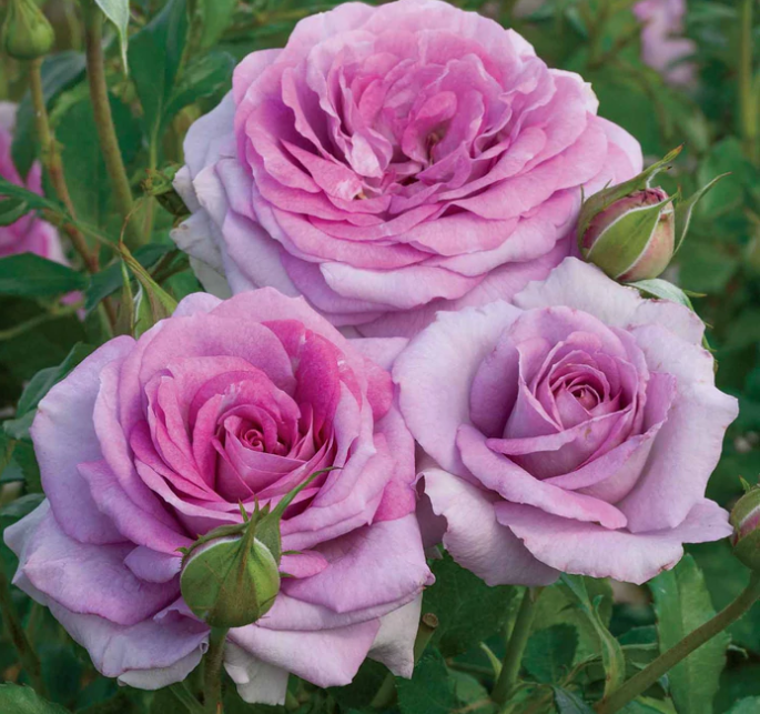 Violets Pride Rose which has a soft pink color and big blooms