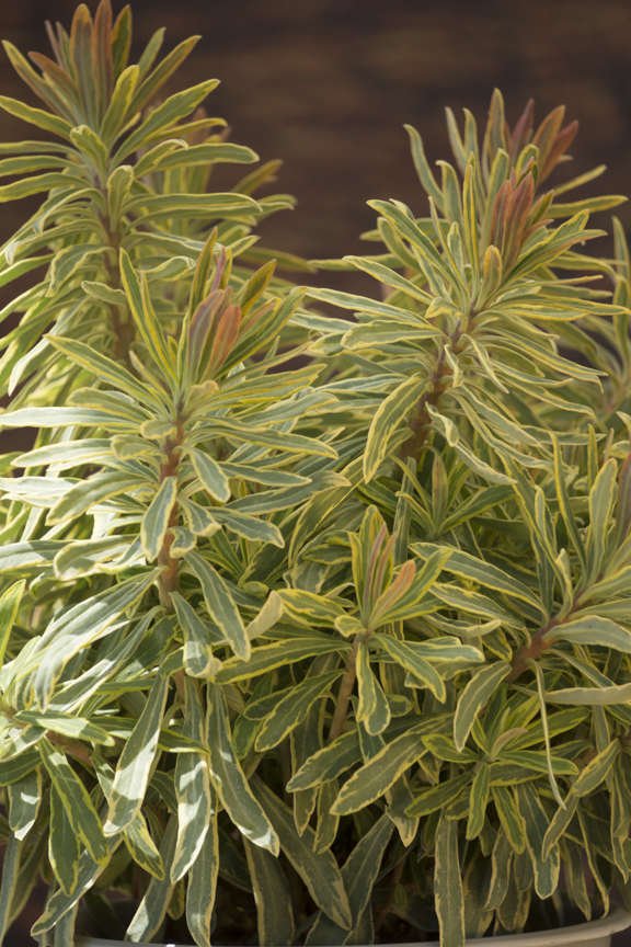 Euphorbia Plant