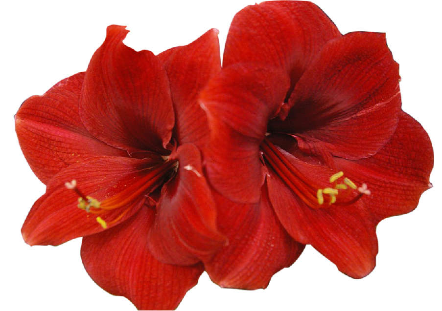 Amaryllis plants Amaryllis plants