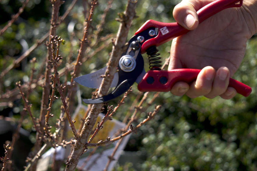 Pruners trimming a branch on small tree