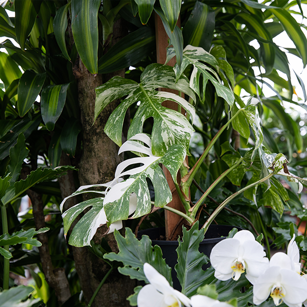 Rare Thai Constellation monstera