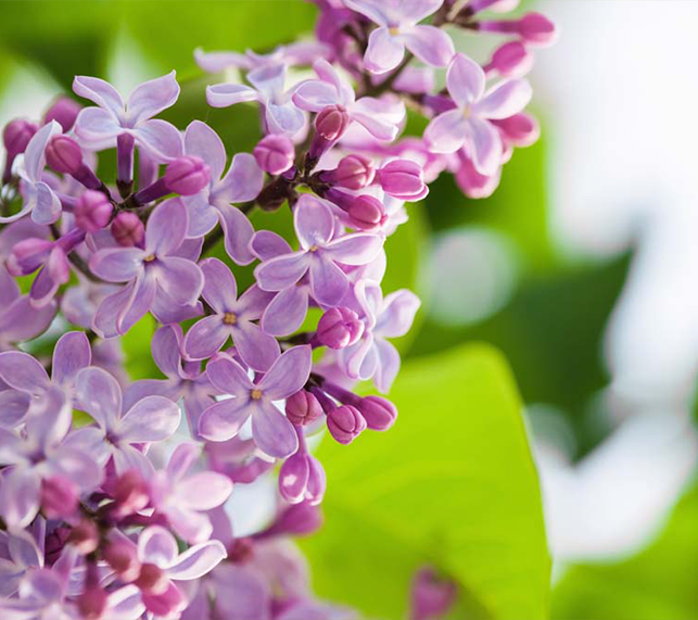 Lilacs 