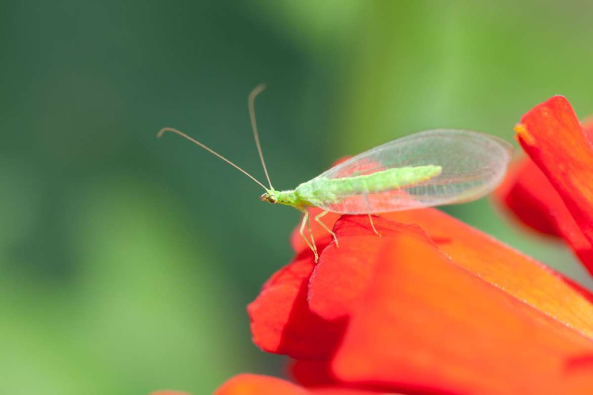 Lacewing on Flower Lacewing on Flower
