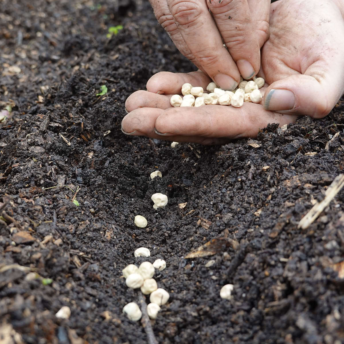 Hand planting veggie seeds in ground