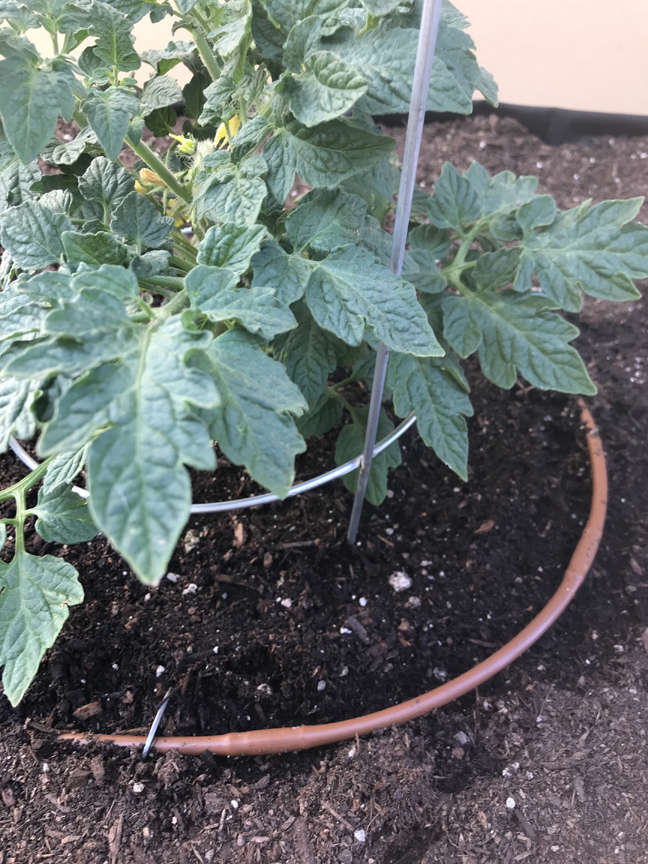 Drip Irrigation on Tomato Plant