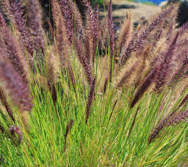 Ornamental Grasses