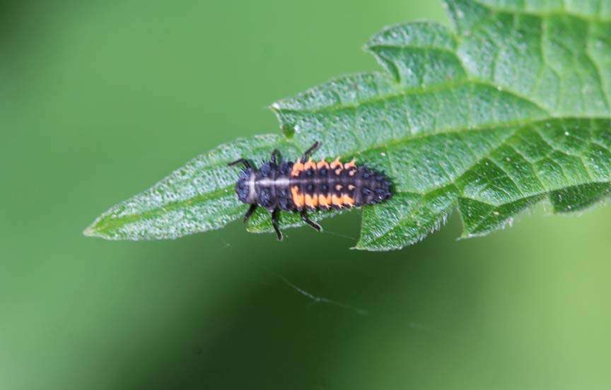 Ladybug Larvae Pupa