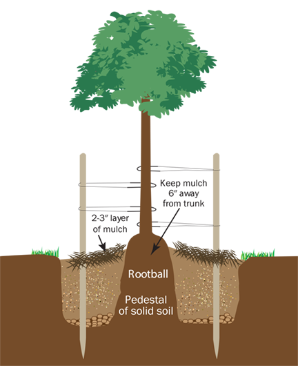 Diagram showing how to plant a tree with tree stakes and ties.