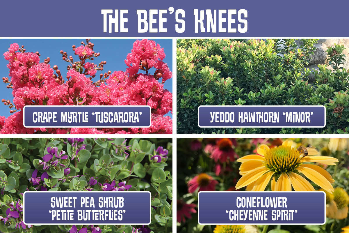 The Bees Knees planting recipe