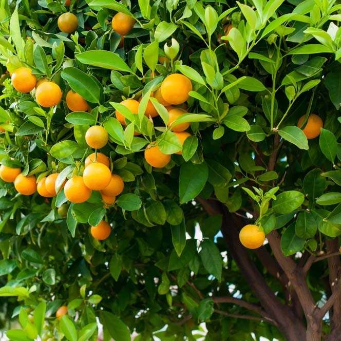 Citrus Tree