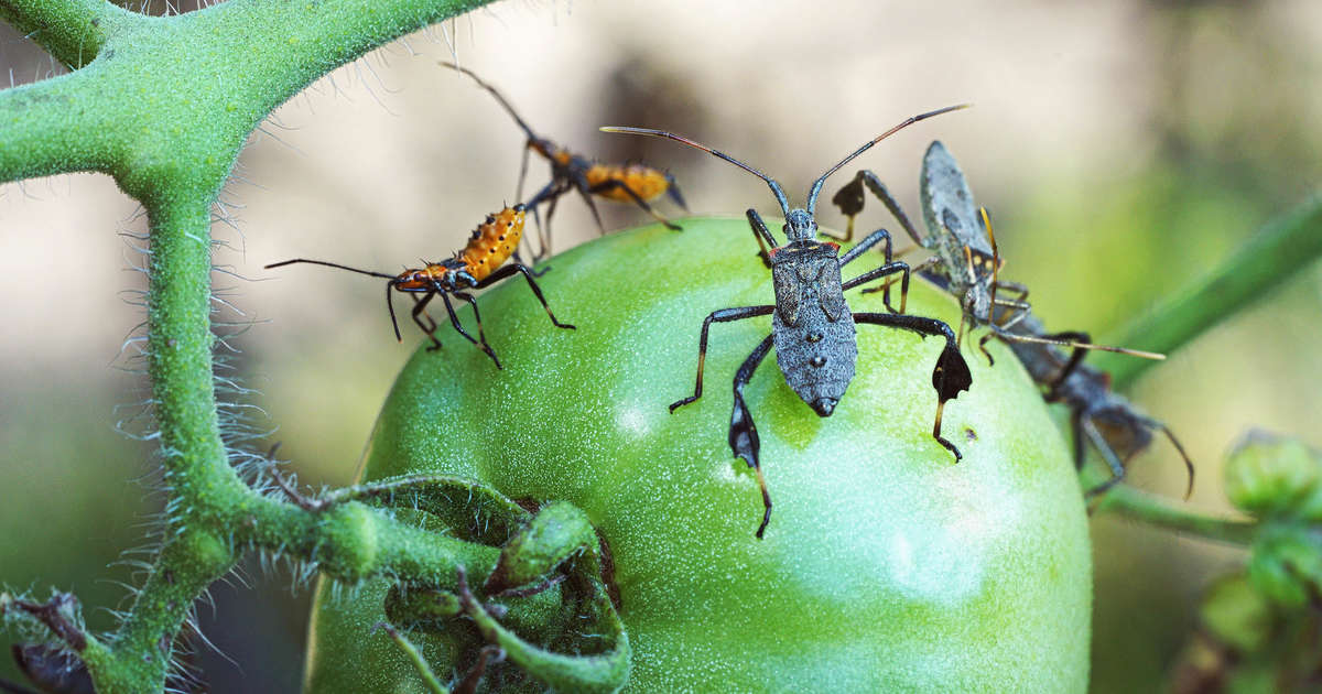 Leaffooted bugs surrounding a tomato plant