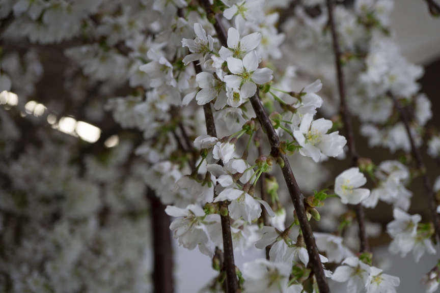 Close up of Weeping Cherry Snow Fountains flowers