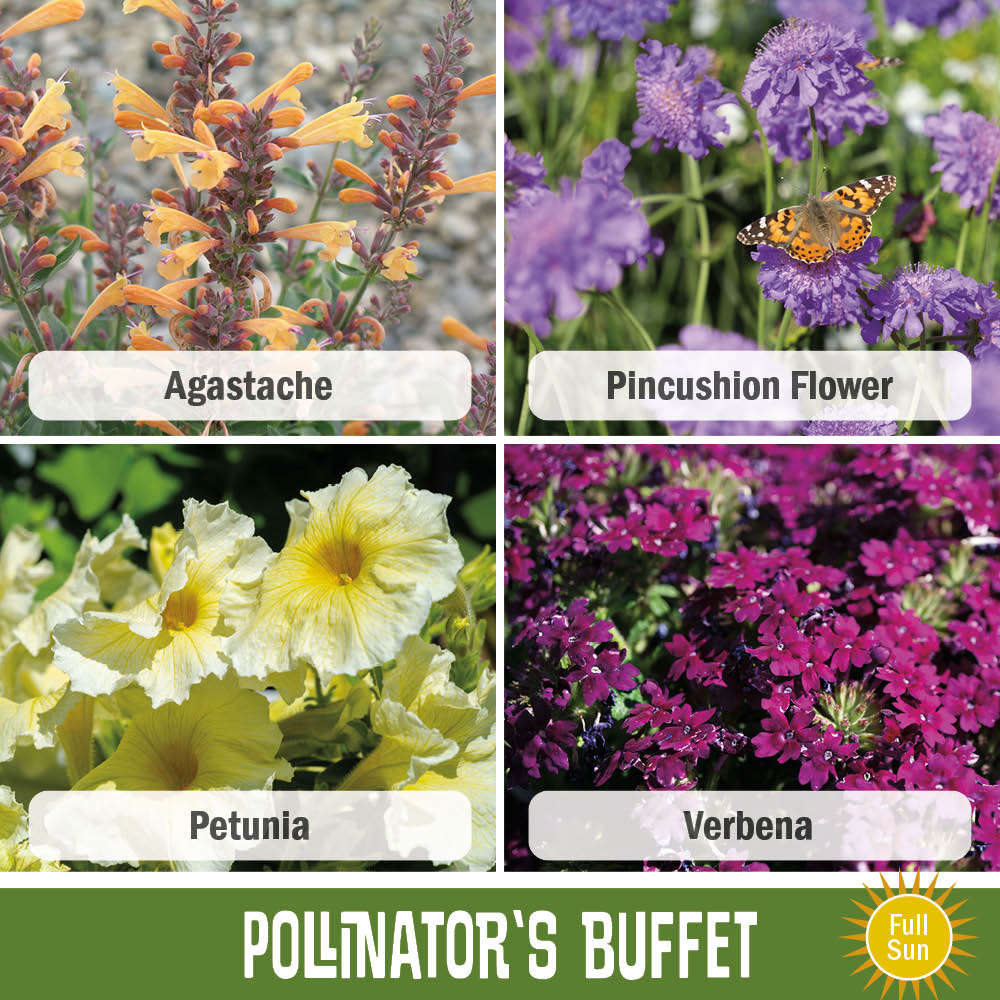 Image of Agastache, Pincushion Flower, Petunia, and Verbena in the Pollinators Buffet recipe