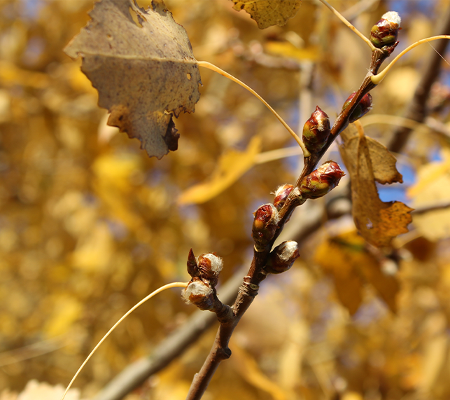 Yellow fall leaves on a branch.