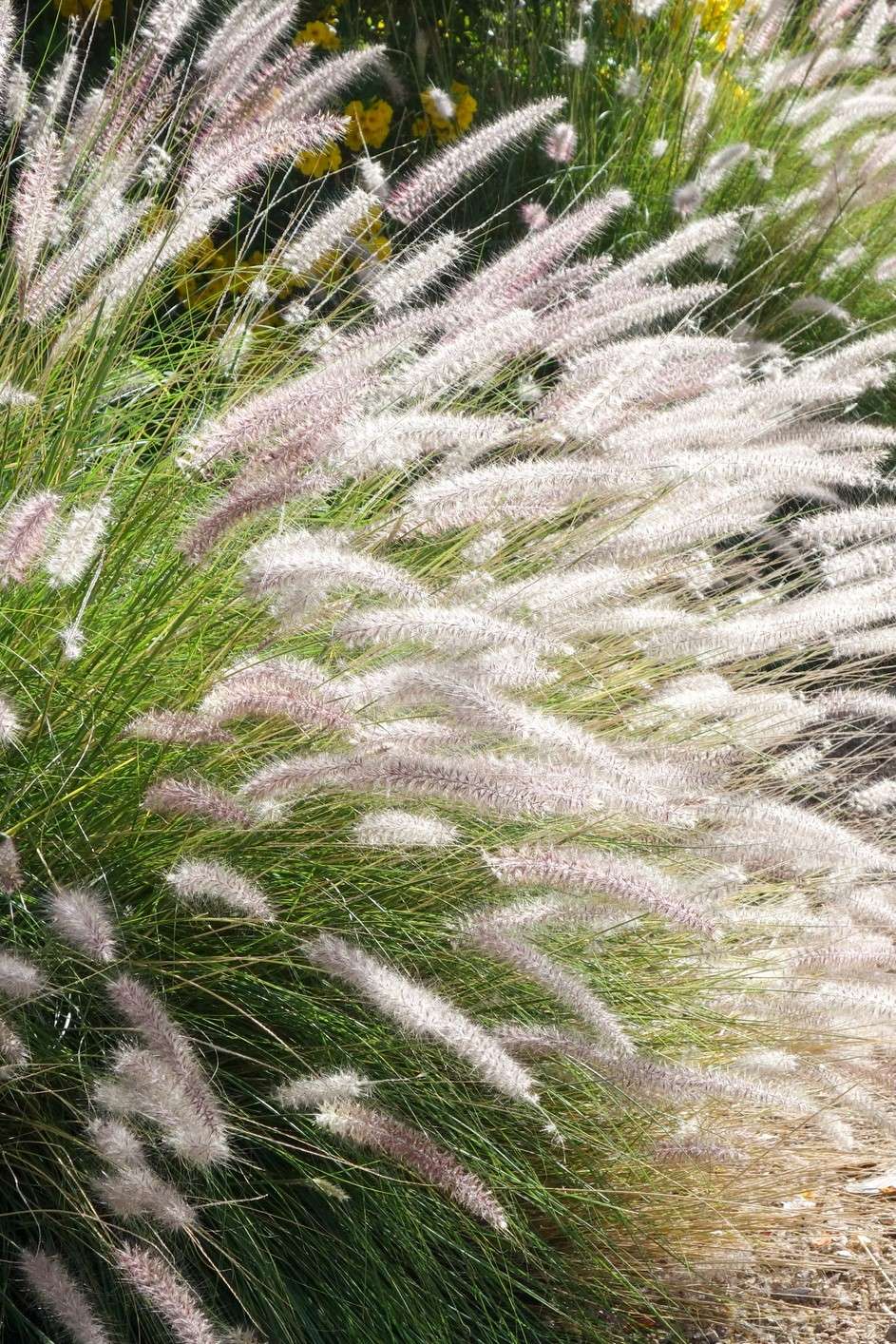 Plumes of the invasive green fountain grass