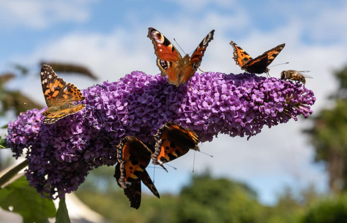 Butterfly Bush Bloom with Butterflies and Bee