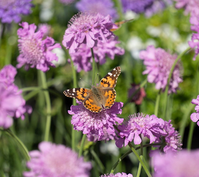 Buttferfly sitting on pincushion flower