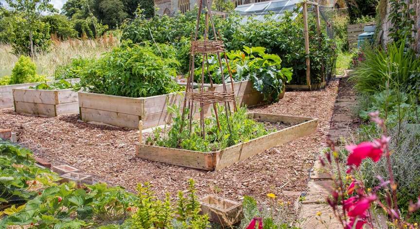 Garden with raised beds