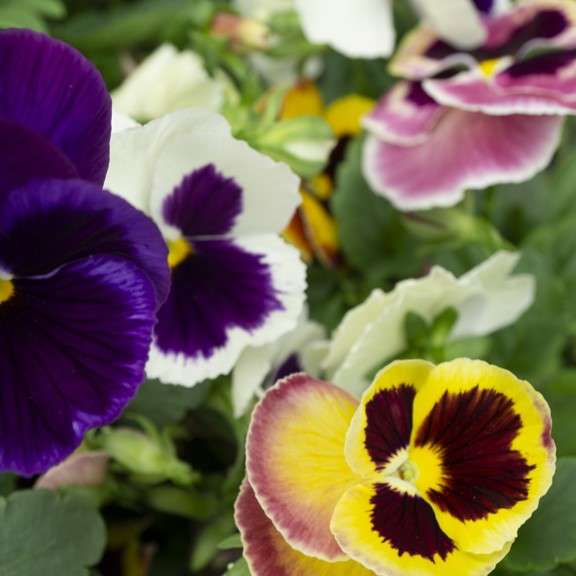 Purple violas