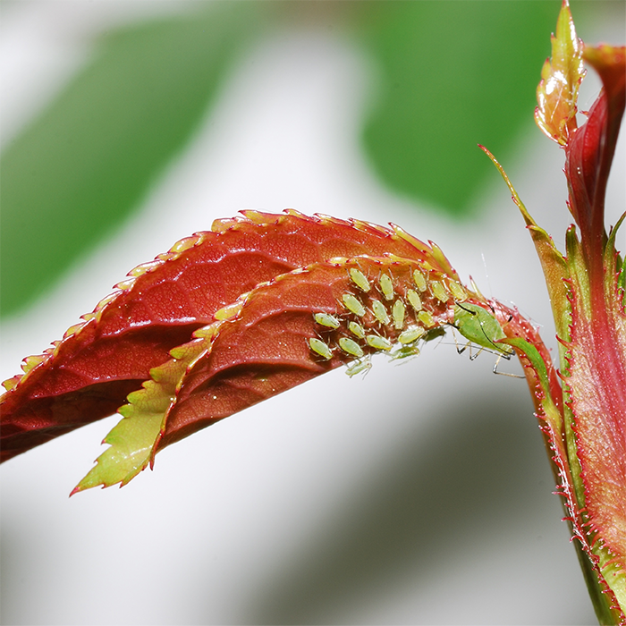 Aphids on foliage
