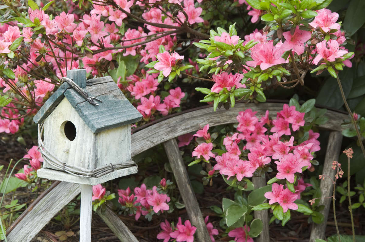 Pink azaleas growing in a garden