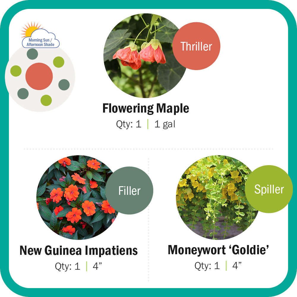 Flowering Maple, New Guinea Impatiens, Moneywort