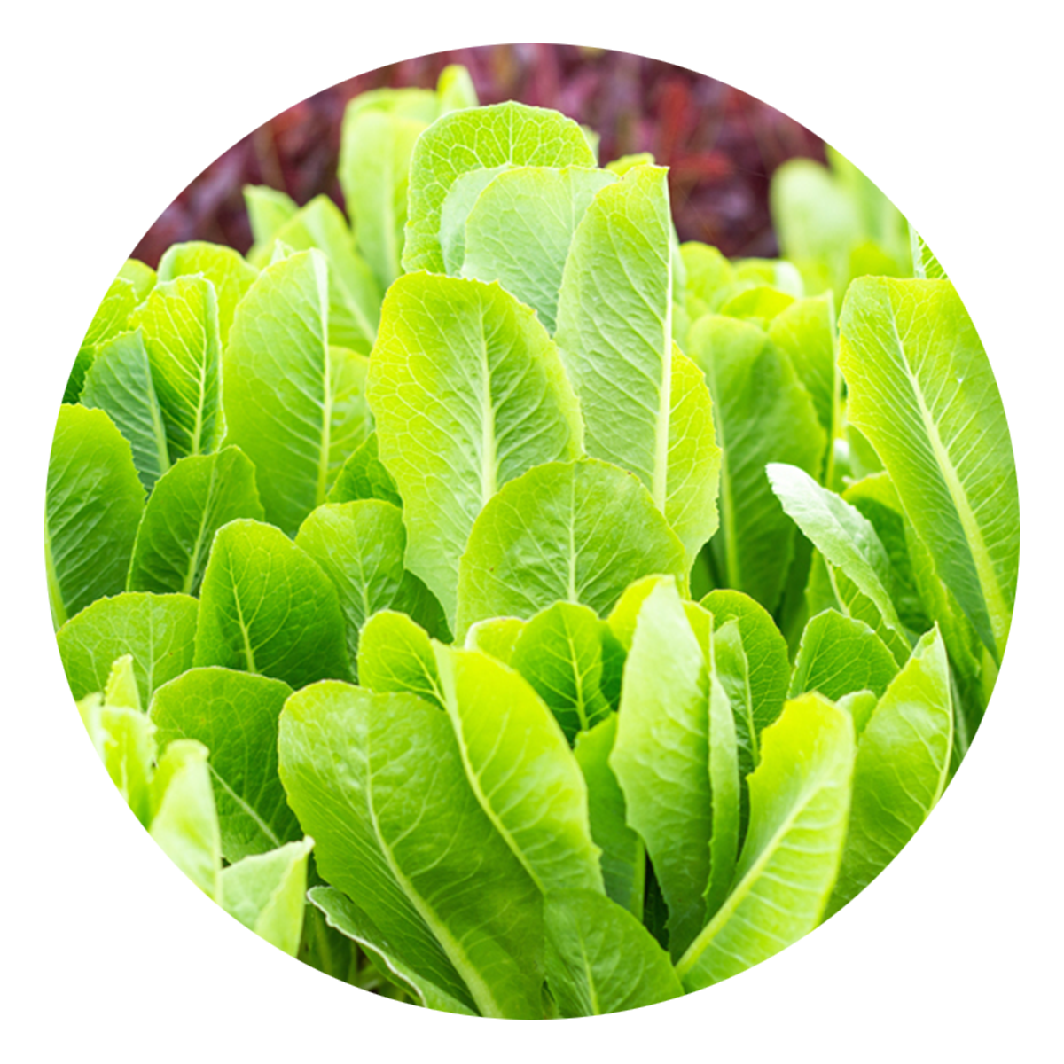 Lettuce, Leaf by Seed