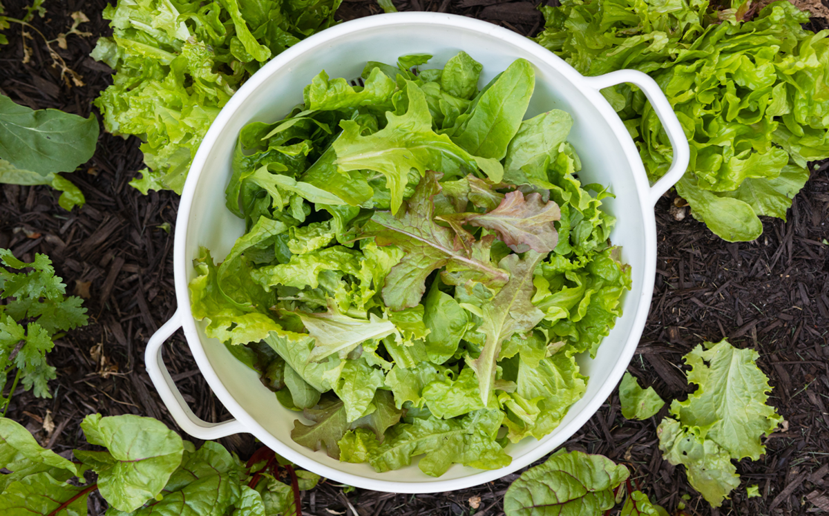 Bowl of Leafy Greens