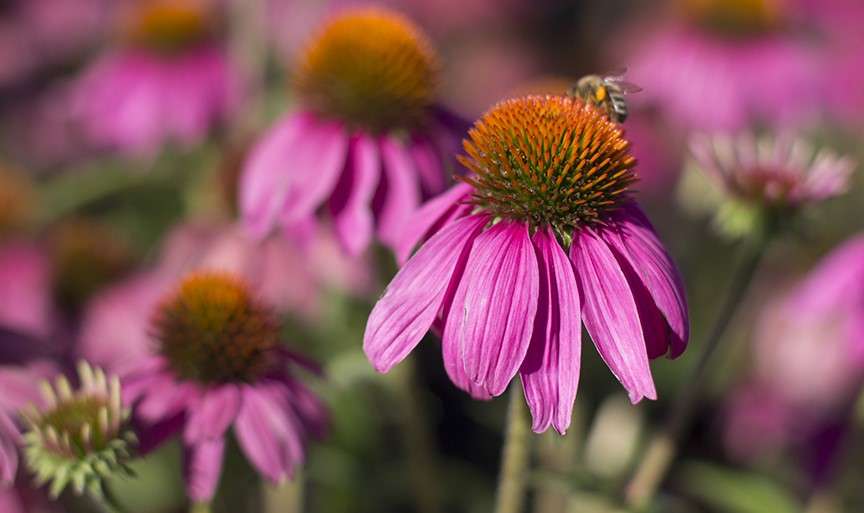 Purple coneflower with bee