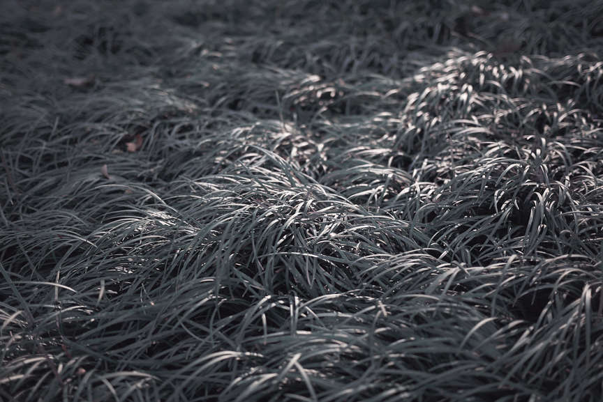 Black Mondo Grass