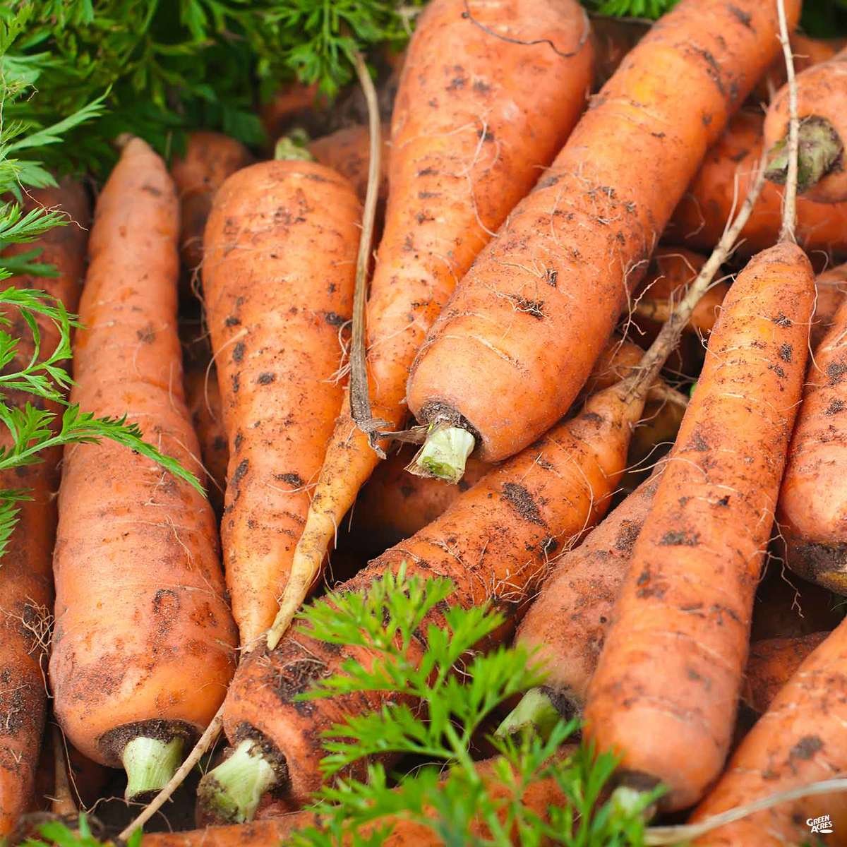 Freshly-picked carrots