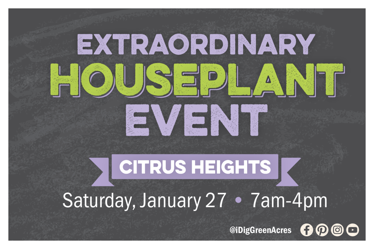 Extraordinary Houseplant Event in Citrus Heights from Saturday, January 27 to 7am to 4pm.