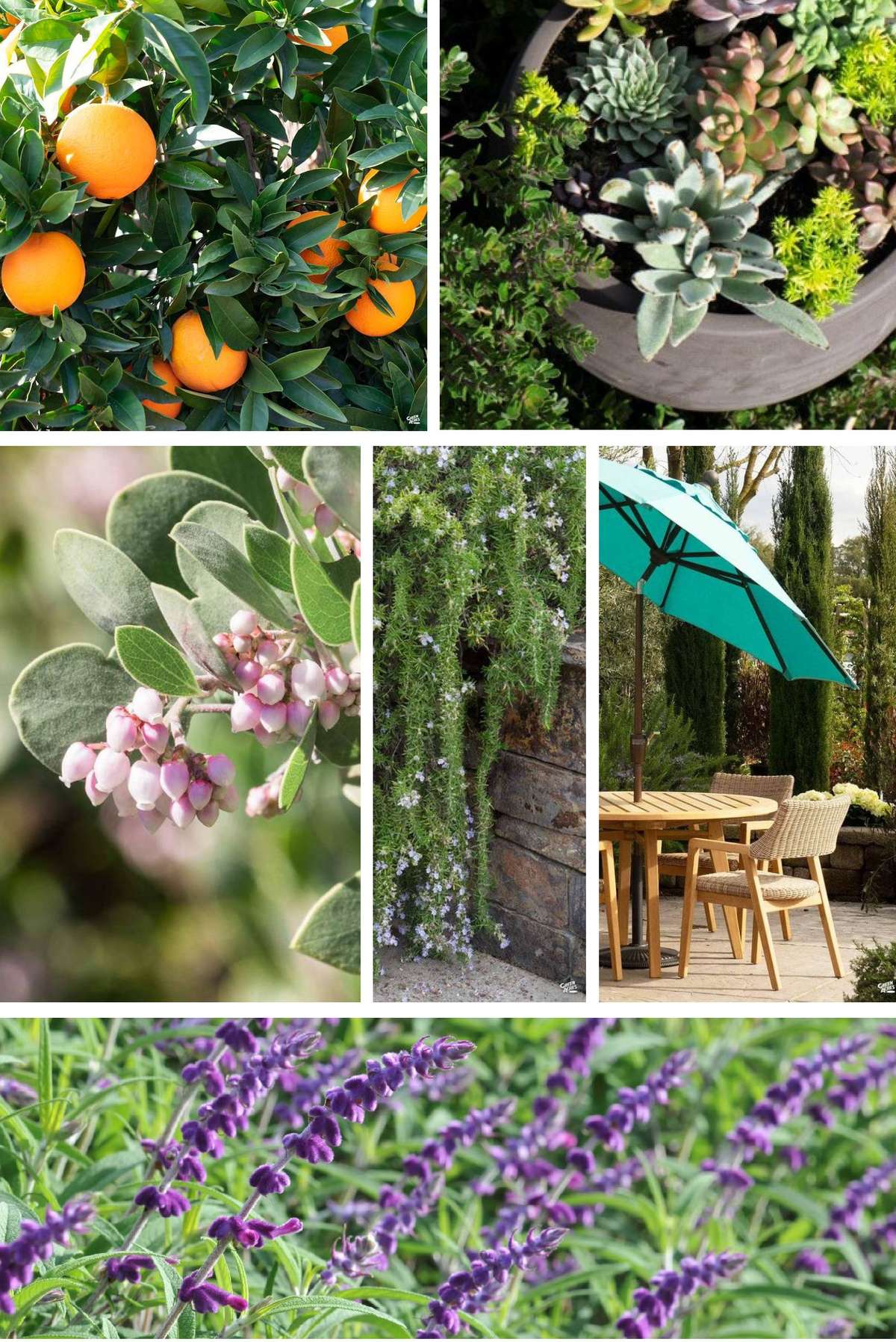 Collage of Images : Citrus, Succulent Bowl, Rosemary, Manzanita, Mexican Sage, Outdoor Dining Set