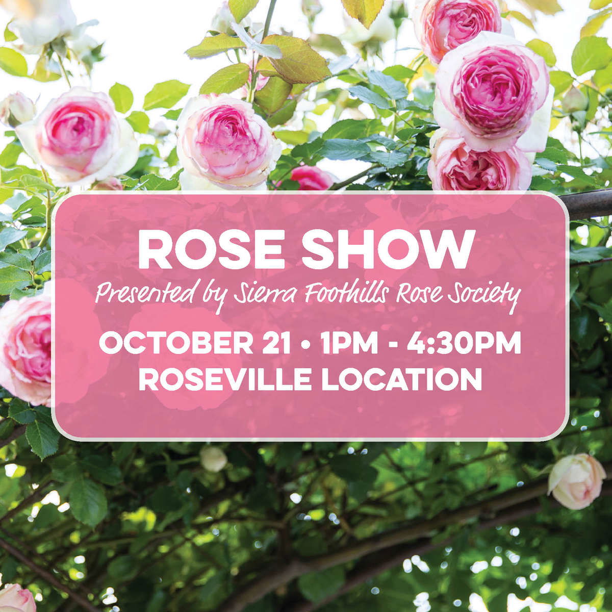 Rose Show: Presented By Sierra Foothills Rose Society October 15 1 PM to 4:30 PM Folsom Location Only